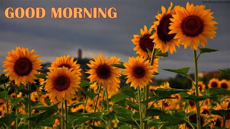 Keep your eyes open around the black friday and cyber monday events in november either for discounts from moonpig itself or by picking up a black friday moonpig voucher from hotukdeals. Morning Wish With Sunflowers