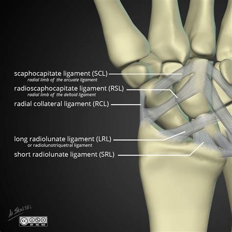 Wrist tendonitis is the inflammation of a tendon in the wrist. Wrist anatomy: extrinsic ligaments | Image | Radiopaedia.org