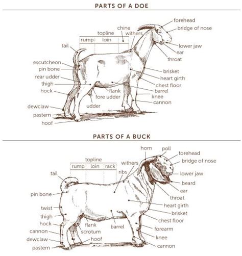 goat body parts diagram