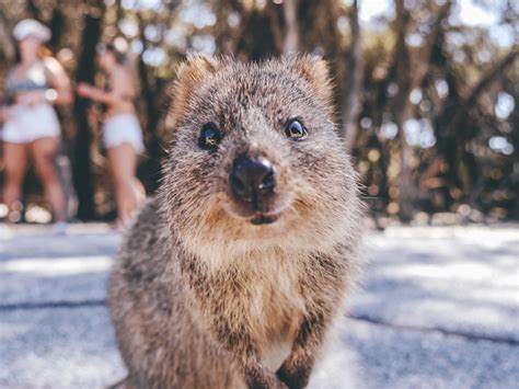 What Is A Quokka 15 Facts About The Happiest Creature On Earth