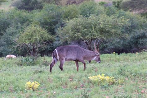 Kapama Private Game Reserve Limpopo South Africa Ringed Waterbuck