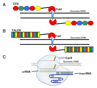 The crispr/cas9 which was adapted from type ii bacterial adaptive immune system is the most applied genome editing system due to the ease and efficiency of the system in customising the nucleases needed in editing the targeted sequences. ゲノム編集 - 脳科学辞典