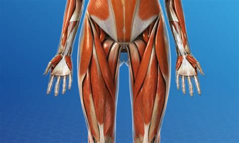 What Is A Hip Flexor Plano Orthopedic And Sports Medicine Center