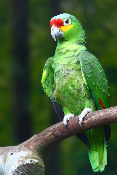 Amazona Autumnalis Amazonka Zmienna Zwierz Ta Papuga Ptaki