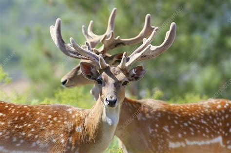 Fallow Deer Stags Stock Image C0022956 Science Photo Library
