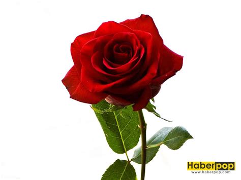 Çiçekler resimlerinden birini arkadaşlarınızla ve takipçilerinizle, aşağıdaki. En Güzel Yaz Düğünü Çiçekleri, İsimleri ve Anlamları ...