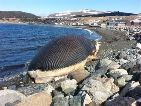 Photos A Dead 60 Tonne Blue Whale Washed Up On Shore