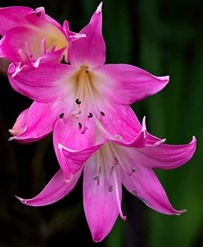 pink belladonna lily naked lady amaryllis bulb root rhizome plant start for