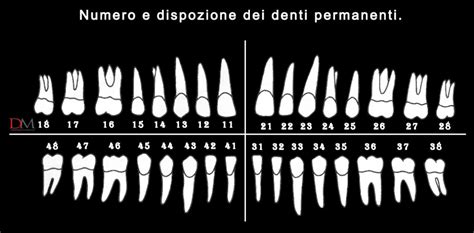 Numerazione denti i sistemi di classificazione più utilizzati
