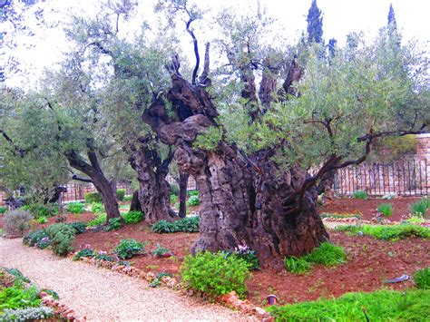 The Garden Of Gethsemane — Christina Fox