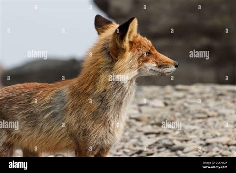 Skinny Peeling Hungry Fox In Spring During Molting Stock Photo Alamy