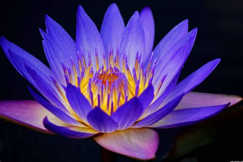 Blue Lotus Flower Wallpaper