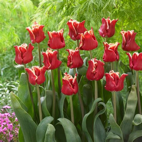 Tulip Elegant Crown 5 Pcs Garden Seeds Market Free Shipping
