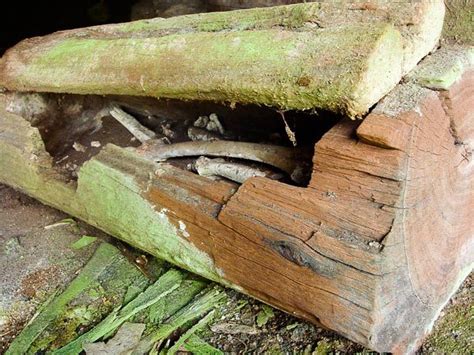 The Oddment Emporium Human Bones Lie Inside A Log Coffin At Phnom