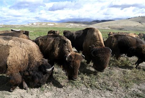 Bison Vs Beef What Are The Differences Techeduhp