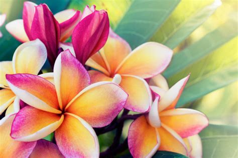 Getting To Know The Frangipani Flower Floraqueen En