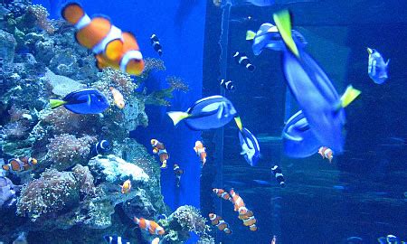 25 best weekend getaways from los angeles. Long Beach Aquarium Day - Los Angeles Chapter