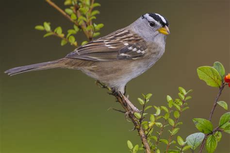 Give Be a Better Birder: Sparrow Identification | Bird Academy • The Cornell Lab