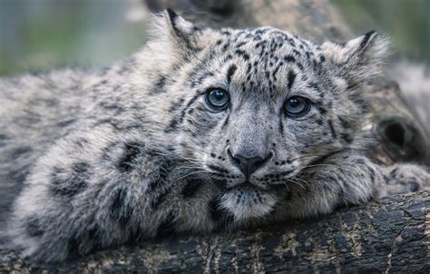 Baby Snow Leopards Wallpaper
