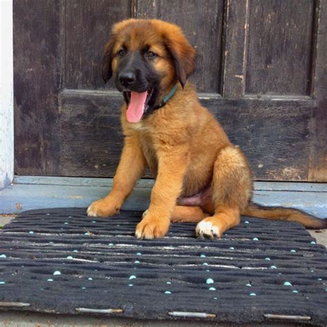 Gsd puppies cute puppies beautiful dogs animals beautiful german shepherd puppies german sitting german shepherd puppy statue. Saint Shepherd (St Bernard German Shepherd Mix) | Info ...