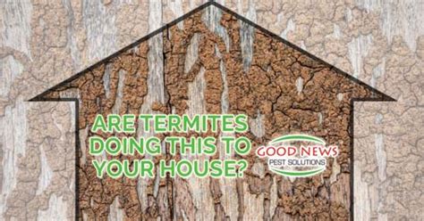 Are Termites Doing This To Your House Pest Control In Venice Fl