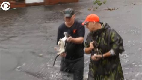 Cats Rescued From Florence Flooding Cat Rescue Rescues Are Underway