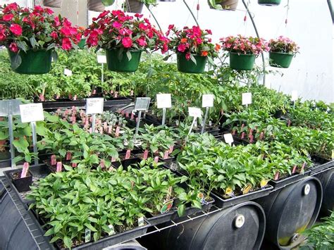 Bedding Plants Flowerland Southern Oregon