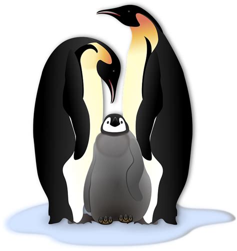 Penguin Animal Bird · Free Vector Graphic On Pixabay