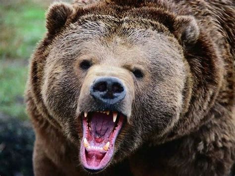 Бурый медведь рычит Brown Bear Grizzly Bear Bear