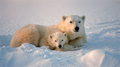 Polar Bear Photos Facts And Map Polar Bear Polar Bears Live Polar