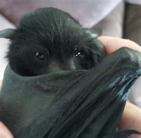 Pin By Anna Marie On Gods Beautiful Bats Baby Bats Cute Bat Puppies