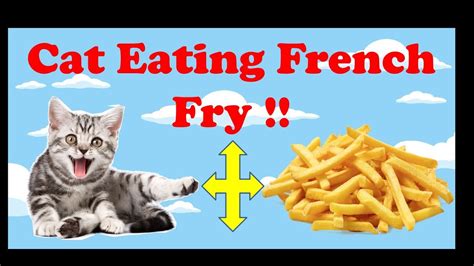 Cats Eating French Fry Compilation 2017 Cat Funny Video Youtube