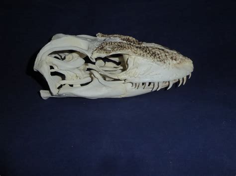 Komodo Dragon Male Skull Skeletons And Skulls Superstore