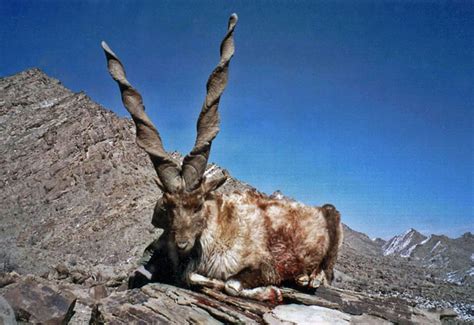 The markhor is the national animal of pakistan and its survival journey from the brink of extinction is one of the world's greatest conservation success stories. Markhor - National Animal Of Pakistan - Stories Today