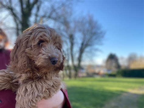 F1 F2 Red And Apricot Cockapoo Puppies For Sale In The Uk