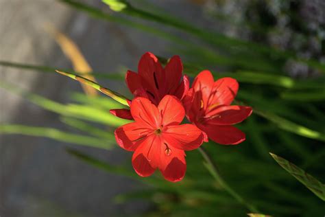 Three Crimson River Lily Blooms Exotic South African Beauties In A
