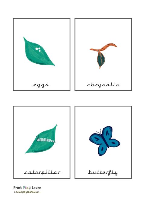 Butterfly Life Cycle Flashcards Samarakruwlindsey