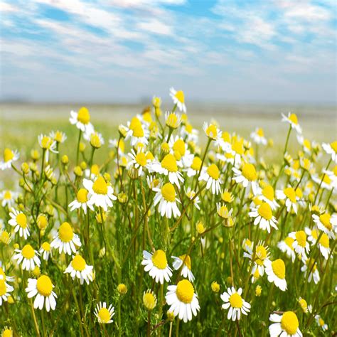 Scentless Chamomile Wildflower Seed Our Wildflower Ranges Green Tech