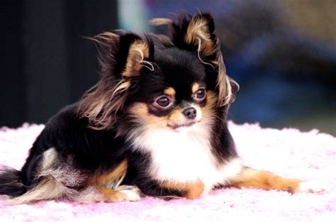 Long Haired Chihuahua Colors Pets Lovers