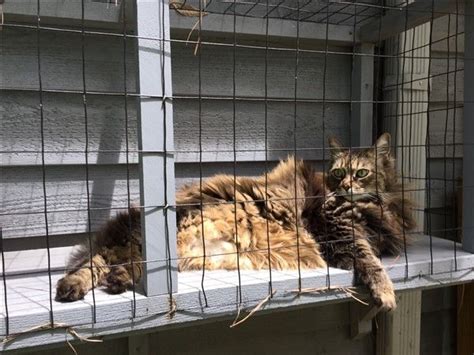 Check spelling or type a new query. 3 Safe Window Ideas for Cats: Window Box, Cat Solarium & Window Sill Perch - Unique Balcony ...