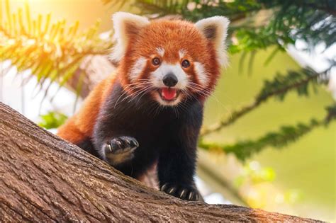 7 Things You Didn't Know About Red Pandas - Scientific American