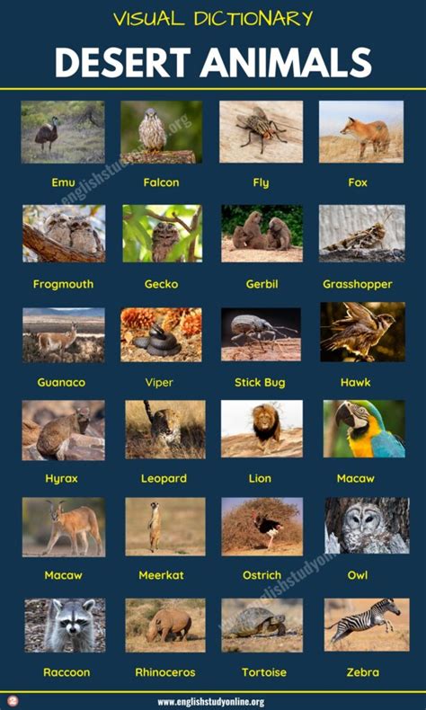 Desert Animals List Of 60 Animals That Live In The Desert With