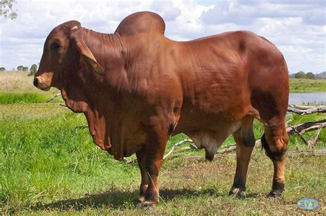 Funny Pictures Braham Bull Red Brahman Bull Pictures My Photo