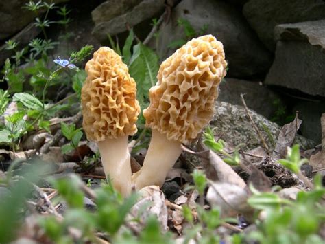Morel Mushrooms Are Popping Up In West Virginia Forests