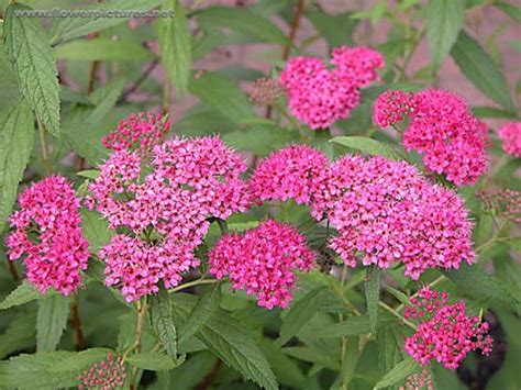 Woody Pink Flowering Shrub Identification 14 Best Flowering Shrubs