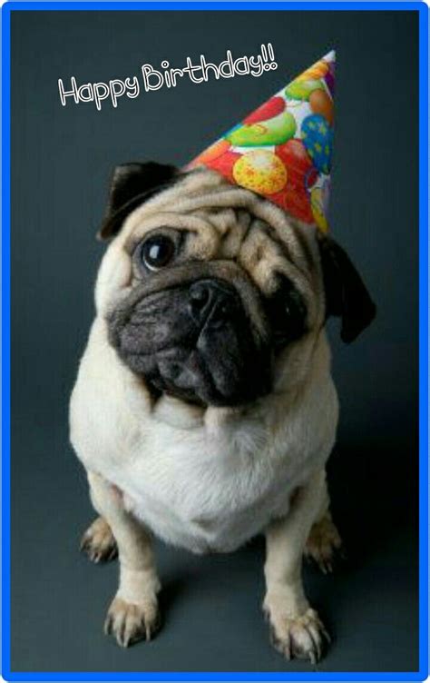Happy Birthday Pug Dog Birthday Birthday Party Baby Animals Funny