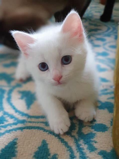 Lovely Persian X Siamese Kittens 💕 In Mitcham London Gumtree