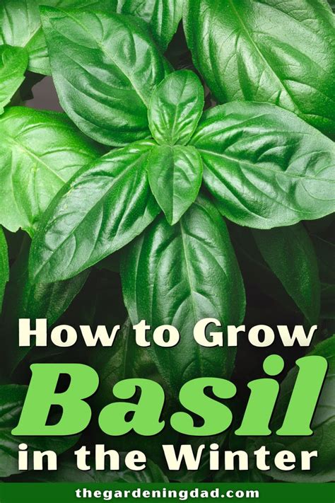 How To Grow Basil From Seed In 5 Easy Steps 2023 Guide Growing