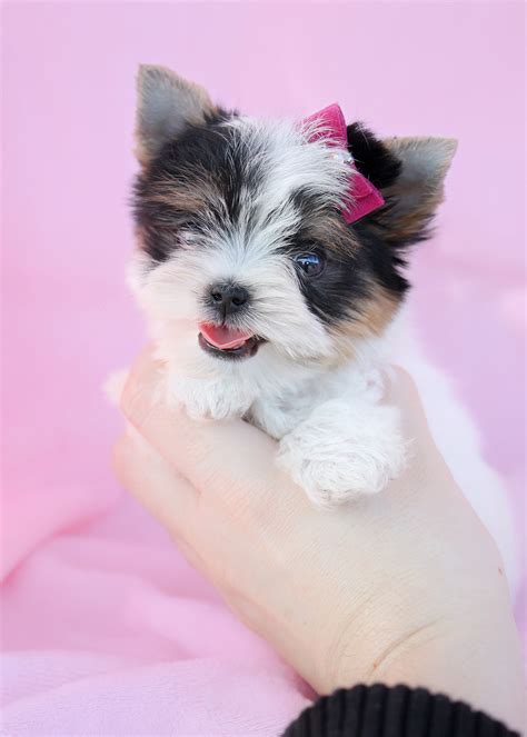 Biewer Yorkies For Sale At Teacups Puppies And Boutique Teacups Puppies And Boutique