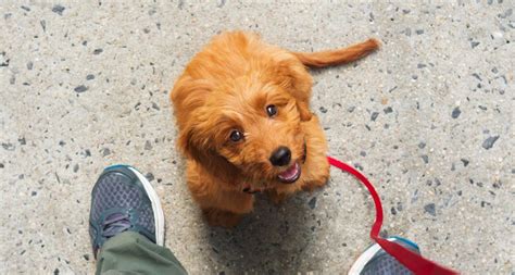Search our online pets or come by a local petco store for an adoption event. Adopt a Rescue Pet With Ease